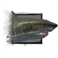 Juvenile Shark.png