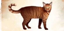 Orange Tabby Cat concept art.jpg