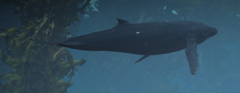 Humpback Whale.png