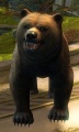 Bear.jpg