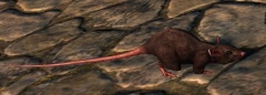 Suspicious Rat.jpg